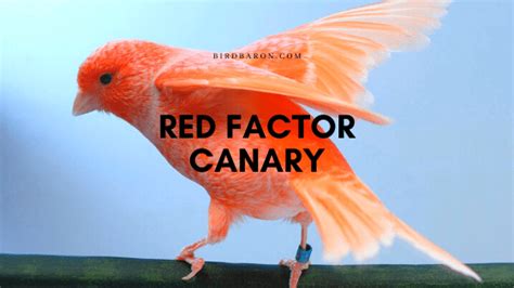 Red Factor Canary - Facts | Profile | Traits | Habitat | Diet - BirdBaron