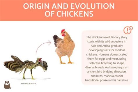 The Origins And Evolution Of Chickens How And Why Chickens Originated