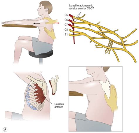 Clinical Examination And Diagnosis Musculoskeletal Key