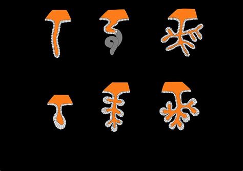 Exocrine Gland Types Artwork Photograph By Francis Leroy Biocosmos