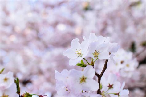 Cherry Blossoms at Tidal Basin. 3137035 Stock Photo at Vecteezy