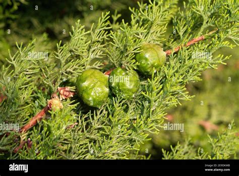 Mediterranean Cypress Cupressus Sempervirens Is An Evergreen