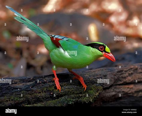 Groene Kitta Green Magpie Stock Photo Alamy