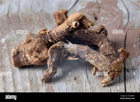 Greater Galangale roots (Alpinia galanga), galangal root, indoor ...