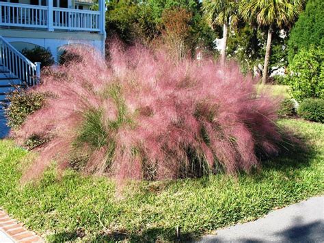 Learn When and How to Plant Pink Muhly Grass - A Resilient Pink Wonder