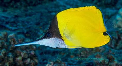 Longnose Butterflyfish & You | Snorkel Bob's