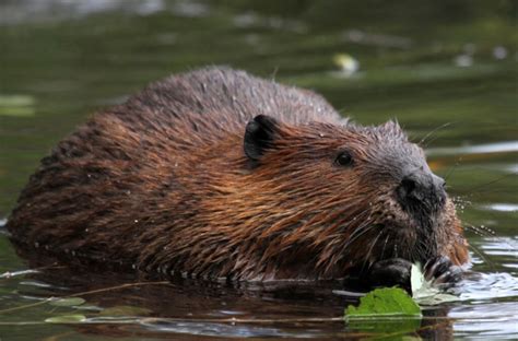 Do Beavers Eat Meat Quick Answer