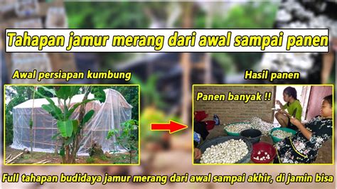 Full Cara Dan Tahapan Budidaya Jamur Merang Dari Awal Persiapan