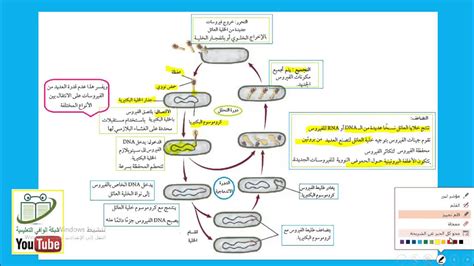 أحياء أول ثانوي الفصل الدراسي الأول الفصل الثالث 2 3