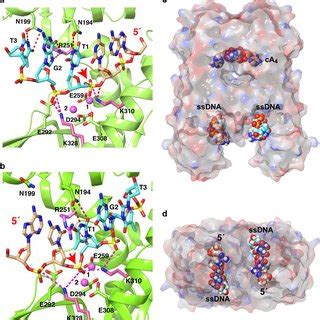 Docking Model Of Two Possible Strand Directionalities Of SsDNA