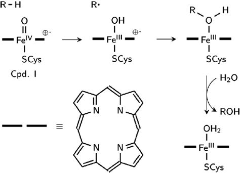 Scheme Mechanism Of Aliphatic Hydroxylation Catalyzed By Cytochrome