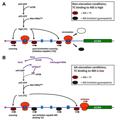 The Gcn4 Transcription Factor A Review Of Its Functional Progress In Fungi