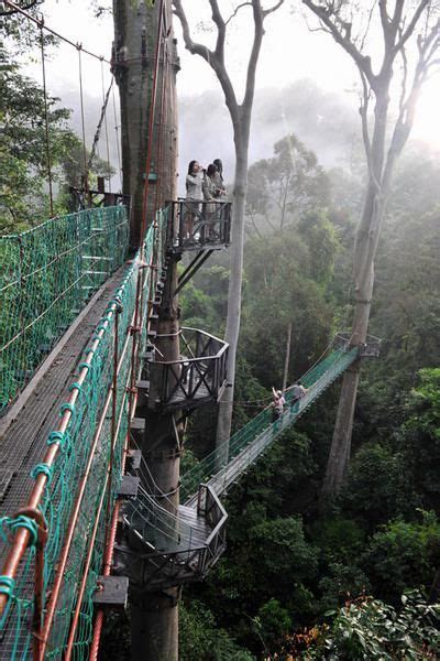 Walk all of the Borneo Rainforest Canopy Walkway in Borneo, Malaysia ...