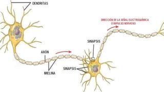 Las Sustancias De Los Sue Os Pptx