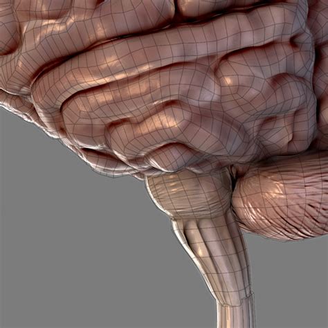 Brain Anatomy Cerebellum 3d Model