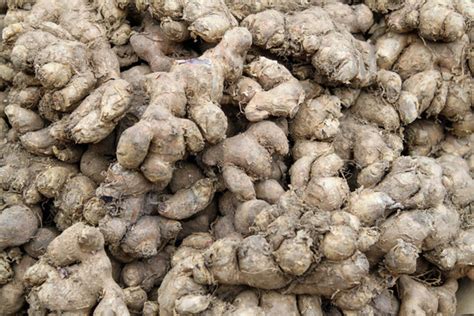 Kaempferia Parviflora Images – Browse 251 Stock Photos, Vectors, and ...