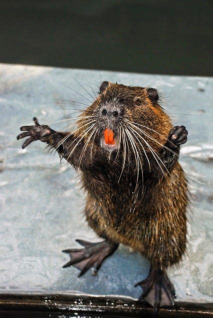 Nutria An Animal You Will Be Seeing More Of