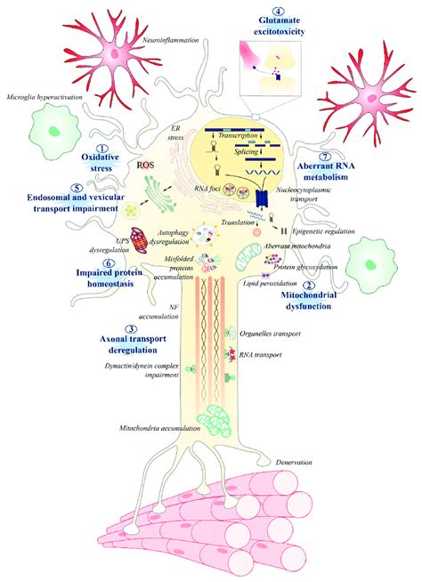 Summary Of The Different Molecular And Cellular Mechanisms Involved In