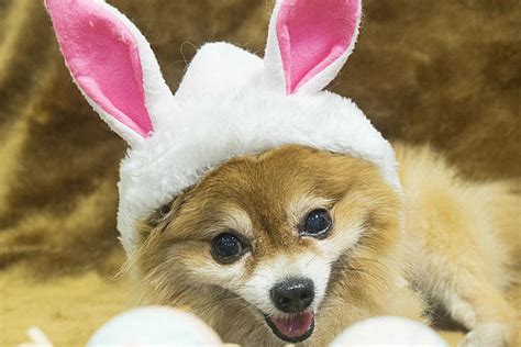 Pet Photos With The Easter Bunny At Quakerbridge Mall