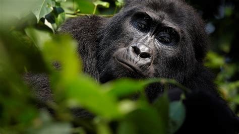 5 Days Uganda Primates Tour Safaris Uganda Primates Safaris