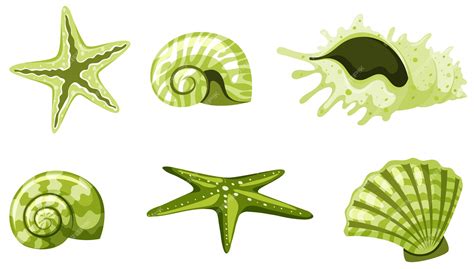 Premium Vector Set Of Isolated Seashells In Green Color