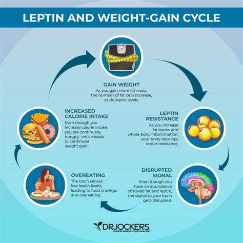 Leptin Resistance Symptoms Causes And Support Strategies