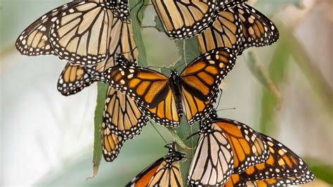Monarch Butterfly Monarch Black Brown Butterflies Leaves Macro