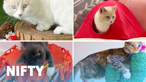 5 Adorable Diy Projects For Your Cat Youtube