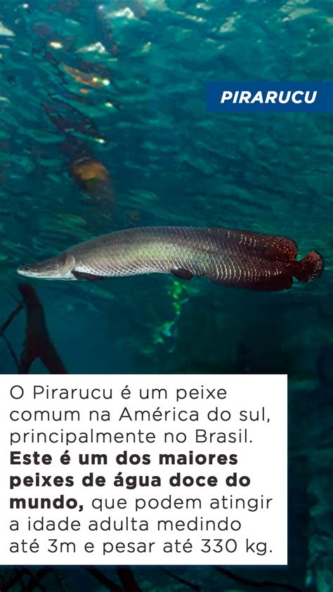 Top Maiores Peixes De Gua Doce Do Mundo Blog Do Pescador