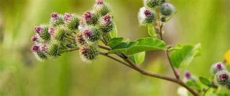 Herb Spotlight Burdock Root Sun God Medicinals