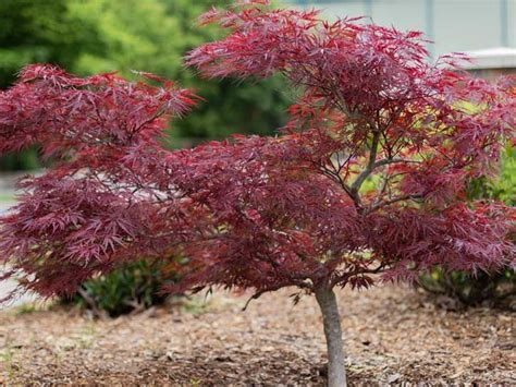 Top 10 japanese maple tree varieties – Artofit