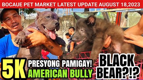 Bocaue Pet Market Latest Update K American Bully Presyong Pamigay