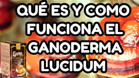 Qu Es Y C Mo Funciona Ganoderma Lucidum Y Por Qu En Caf Youtube