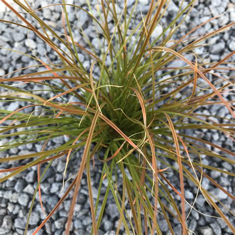 Photo #75074 | Carex testacea | plant lust