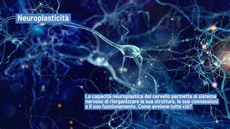 Neuroplasticità la capacità del nostro cervello di modificarsi