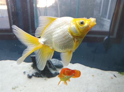 White Fantail Goldfish