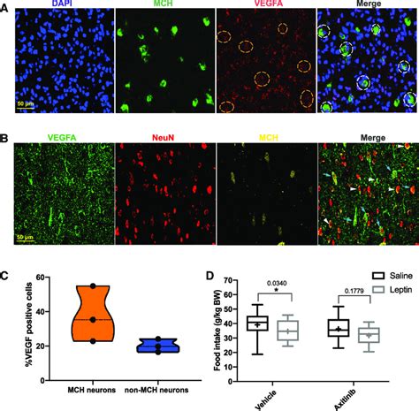 Vegfa Expression In Mch Neurons A Representative Images From In Situ