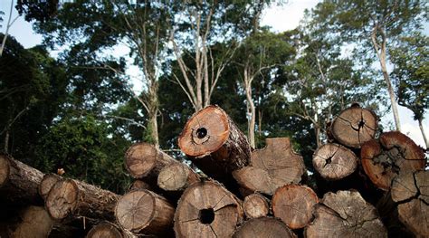 Pará em 2º lugar Amazônia perdeu 17 árvores por segundo desde