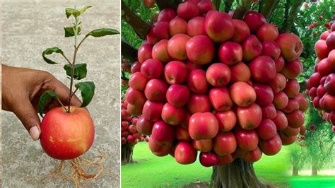 New Mindset How To Growing Apple Tree From Apple Fruit With Duck Eggs