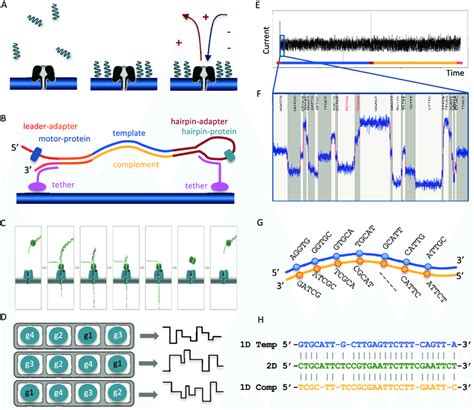 Nanopore Sequencing Principle