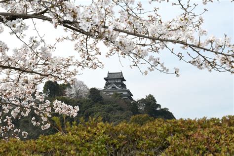 It Inuyama Cherry Blossoms The - Free photo on Pixabay