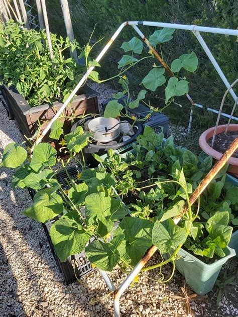 Growing Autumn Courgettes Zucchini Tomatoes And Cucumber Experiment