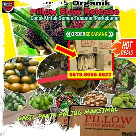 WA 0857 1854 4904 BUAH LEBAT Pupuk Terbaik Untuk Kelapa Sawit