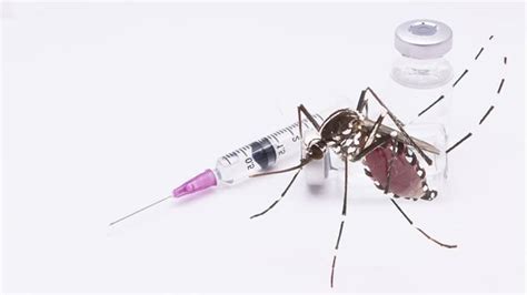 Dengue Vaccine Research Shows Promising Results Await Review - Asiana Times