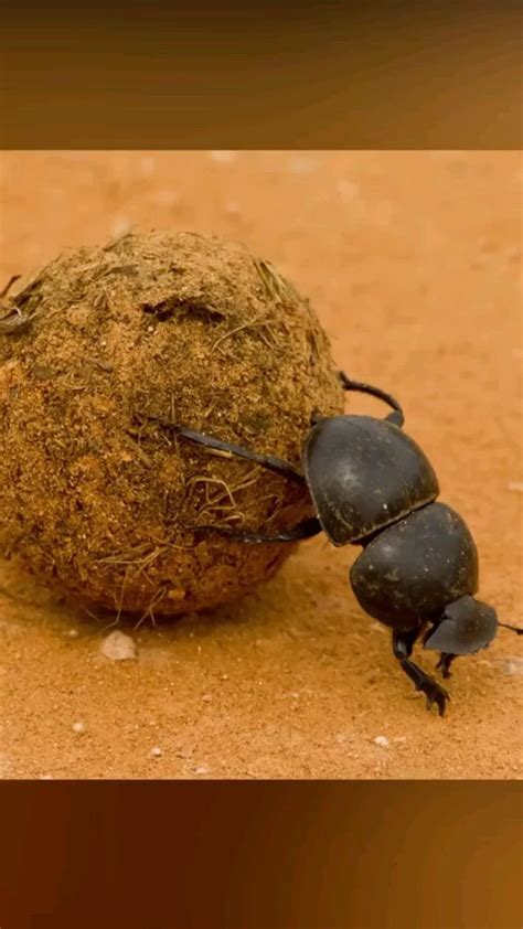 Dung Beetle The Strongest Animal On Earth in 2023 | Strongest animal ...