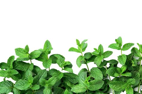 Ai Generated Fresh Mint Leaves Png 42653826 Png