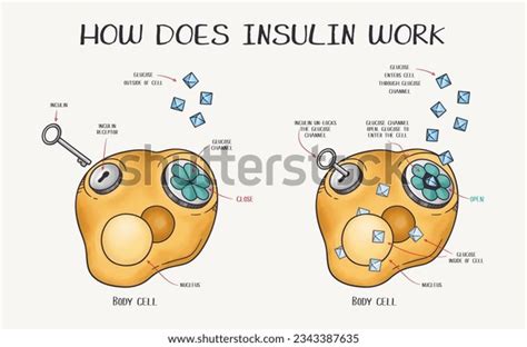 Insuline Work Photos and Images & Pictures | Shutterstock