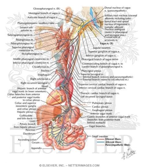 Vagus Nerve Anatomy Neck