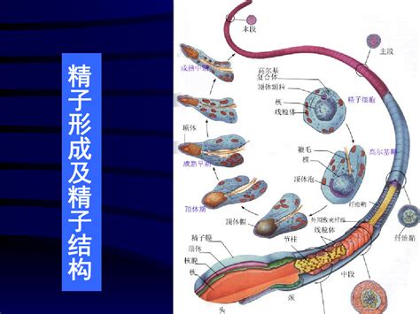 男性生殖系统 组织胚胎学 Pdf课件 上海交通大学 17word文档在线阅读与下载免费文档