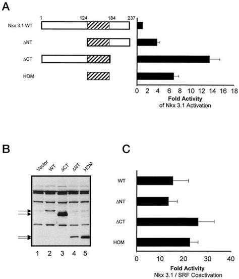 The Inhibitory C Terminal Domain Of Nkx Activity Is Required For